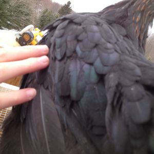 Just getting a closer shot of her color. #1