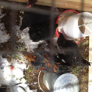 Getting a top view. Think I got all but one of the pullets in this pic.