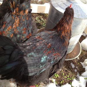 I think Lefty is the one in the back with his head down, and the front cockerel hasn't been named yet.