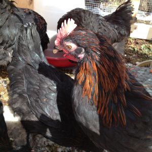 Our little flock of Marans