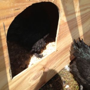 A feathered footy in the tractor.