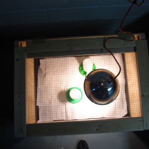 lamp set outside brooder  on 1/2" hardware cloth maintaining 19.5" distance, I can fairly accurately control temp in brooder with a piece of plywood that partial covers the top I even marked a gauge across the top