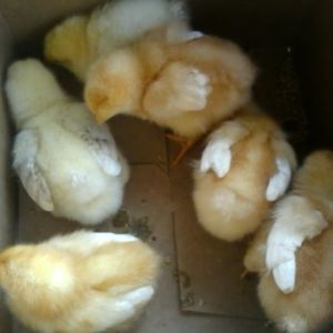 the day i got them 3/24/12