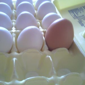 giant egg from one of them.
