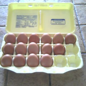 the eggs from them.