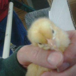 1 of our new chicks we got today. Orpington. Our son named her Bashful.