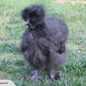 Jeffrey again! - he's a blue silkie rooster- as you can see :)