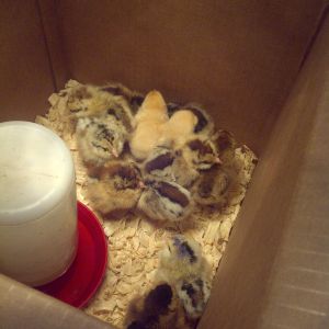 8 ameruacana pullets, 2 buff pullets, and 2 ameruacana roos. gonna give my buddy one of the roos once they are feathered.