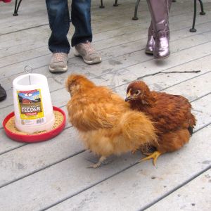 Daddy and General Tso. Hard to believe that General Tso is 7 weeks younger than Daddy (the Silkie). General Tso is a brown sex-link.