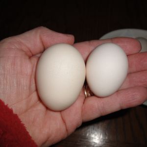 My bantams egg size varies.