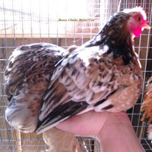 Mille Fluer Hen Bantam