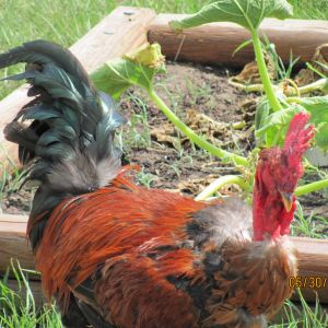 Winston - Naked Neck rooster