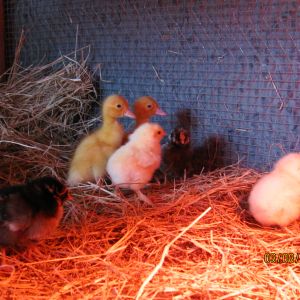 Silver Laced Wyandottes, Light Brahmas and Pekin ducks - my first venture into ducks