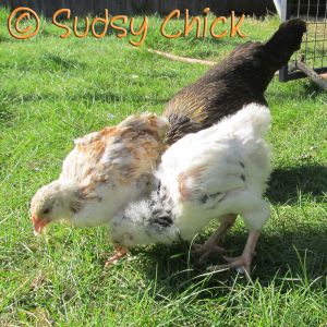 The Light Sussex chick is screaming "BOY"! The feet are huge, and he is feathering so differently from the other chick.