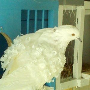 This is a red grizzle, notice the stained beak