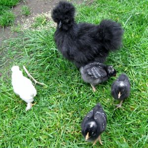 Olive with Lucy, Ethel, Henrietta, and Nugget