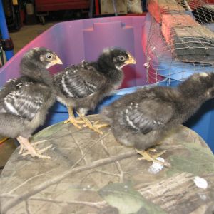 Ethel, Lucy, and Henrietta