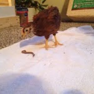 Red, a Rhode Island Red hen and her worm