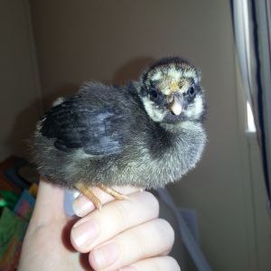 My favorite chick!