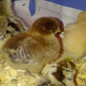 Does this look like an ameraucana chick to you? She is supposed to be,but i wonder if maybe she got mixed up since she doesn't look like any of the others.