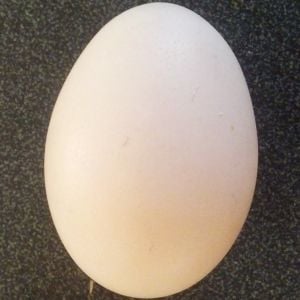 My first egg