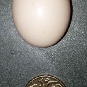 My first small egg