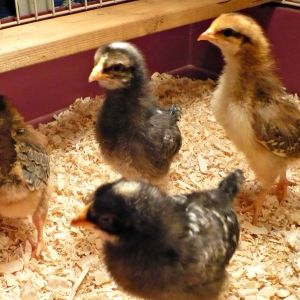 2 barred plymouth rocks and 2 speckled sussex at 1 week of age