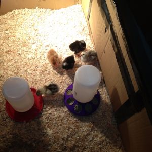 My six chicks in their new brooder made from a cardboard box.