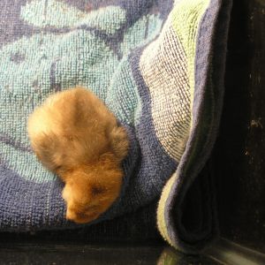 Baby 2 very pretty color