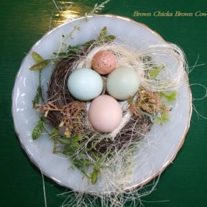 Ameraucan egg on left, d'Amicauna (green egg) on right, and Silkie egg bottom center.