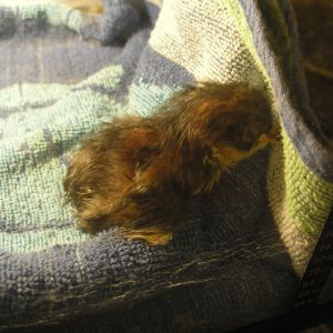 This is # 5 of 18 babies to hatch this is a chocolate baby still wet very cool baby yay got a chocolate!!!!!!!!!!!!!!!!!!!!!