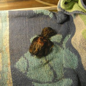 This is baby # 6 out of 18 all wet out the incubator in the brooderBlack and yellow...