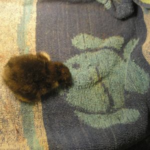 This is baby # 7 of 18 to hatch 11 more to go lol...# 8 is hatching now lol