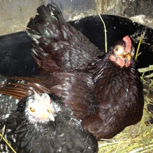 Two broody's in a community nest
