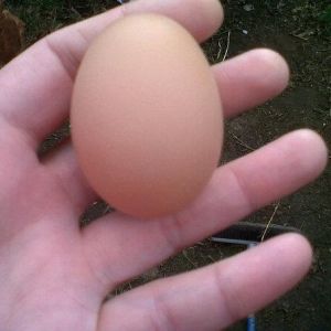 This is Belles first egg on easter sunday xxxx