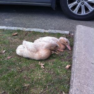 Hanging out in the grass