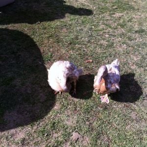 Following me around the yard