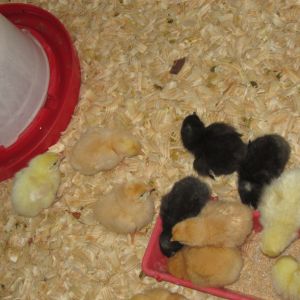 Hatched and shipped 3/27/13.