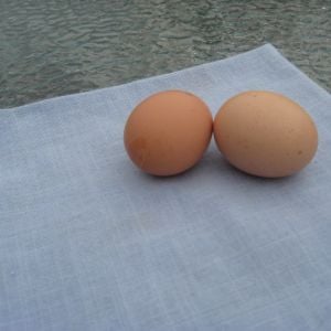 Our first eggs!