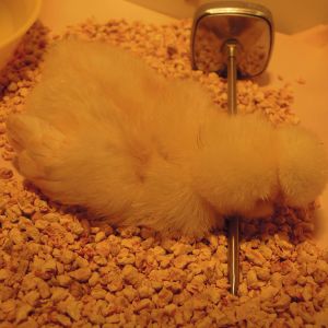 aaand she's down. Poultry must be cooked to a safe temperature, right?