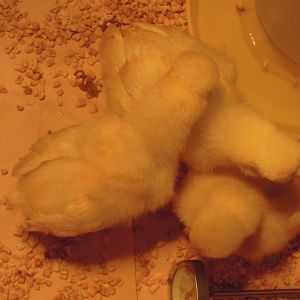 Pile of chicks!