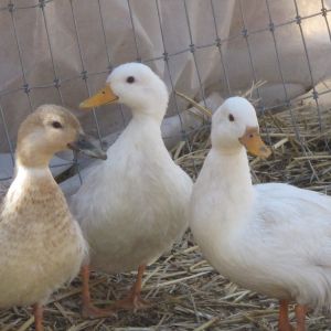 Valentina, Lady and The Tramp