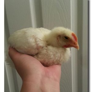 Stan
Cornish Rock March/2013

All Cornish Rocks (15)  and any roosters from our other breeds are slated for "dinner" as our teen says.  A tiny Cornish Rock chick wanted to be held all the time so I gave in and made Stella a pet chicken. My husband informed me Stella isn't a female so the name was changed to Stan. Stan likes to cuddle with his head under my neck, perch on my shoulder and sleeps in my hand. He had both being a Cornish Rock and being a male against him but his persistence payed off and he will live a long life on a friends farm.