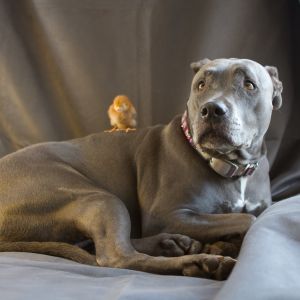 Tajah being a saint with a sleeping Lucile on her back.