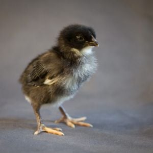 Sue is a Black Sex Link born 3-25-13.  Seems like a sweet lil chick!