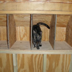 Daisy checking out the nesting boxex.
