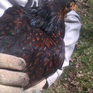 Ethel, she is so very friendly. The first one to fly up and talk into my ear while I am doing chores. Also the last one to go in before I closeup.