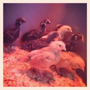 The new chicks at 2 weeks