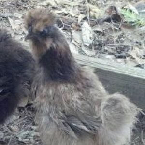 blue silkie!