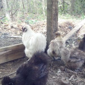 SILKIE HENS WITH WHITE SILKIE ROO